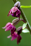 BB 05 0218 / Epipactis atrorubens / Rødflangre